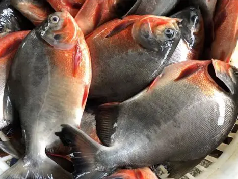 ikan bawal segar hidup 