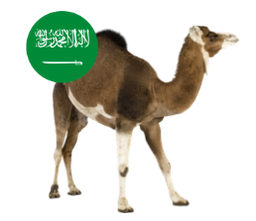 Saudi Camel