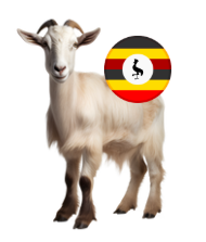 Uganda Goat