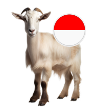 Indonesia Goat