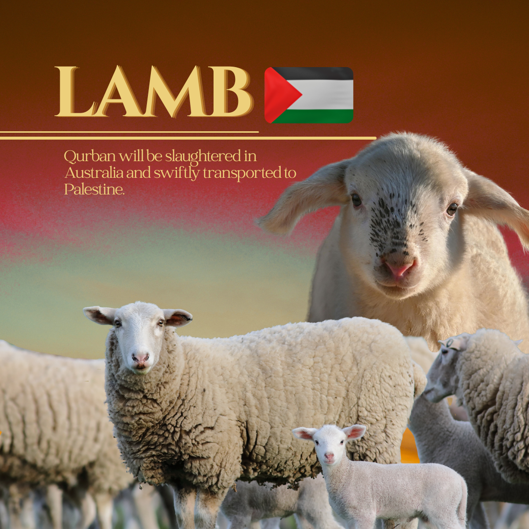 LAMB (PALESTINE)_0
