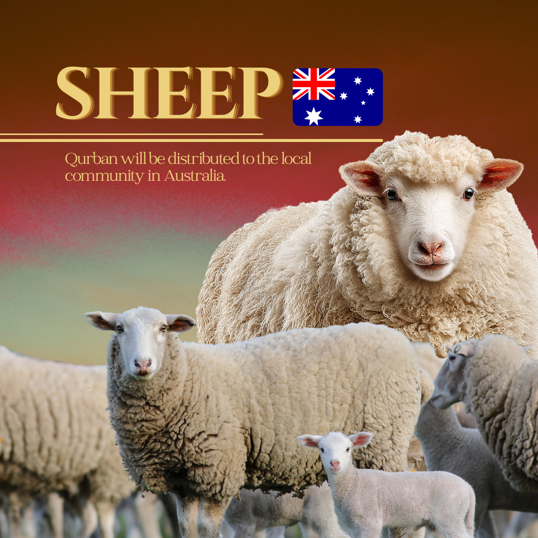 SHEEP (AUSTRALIA)_0