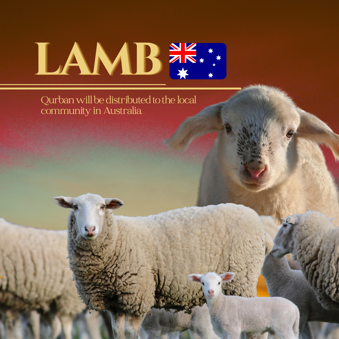 LAMB (AUSTRALIA)_0