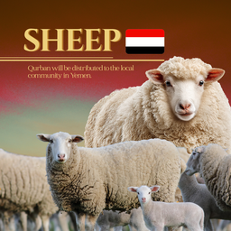 SHEEP (YEMEN)