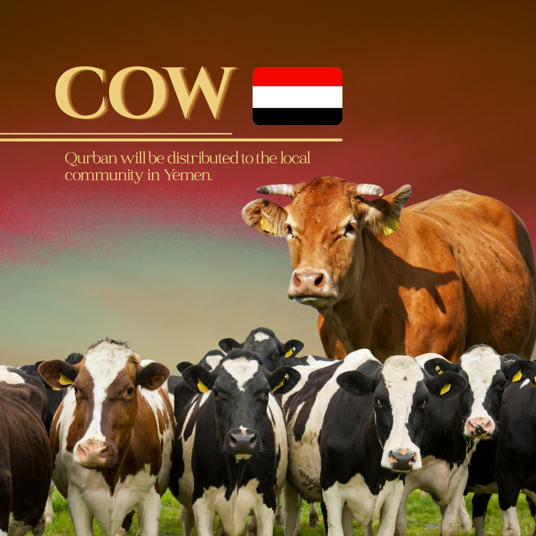 COW (YEMEN)