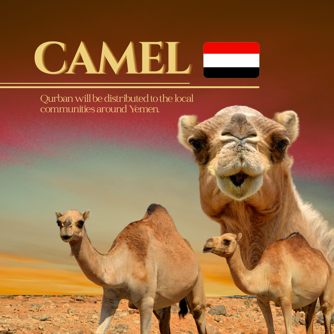 CAMEL (YEMEN)
