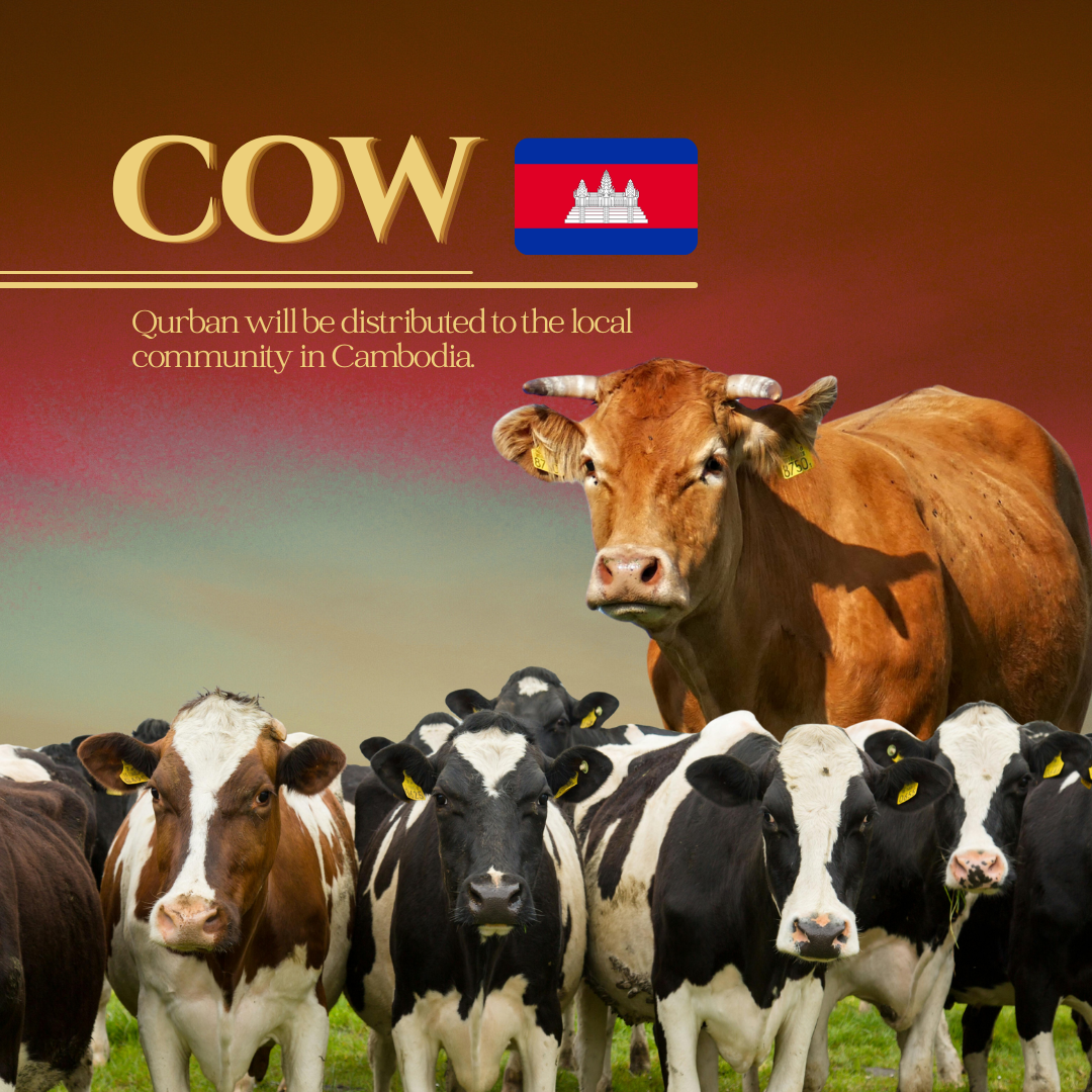 COW (CAMBODIA)_0