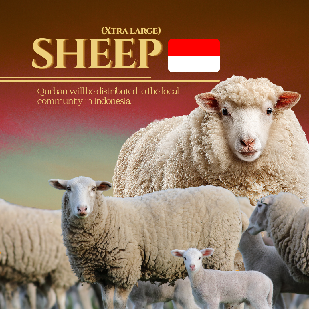 SHEEP XL (INDONESIA)