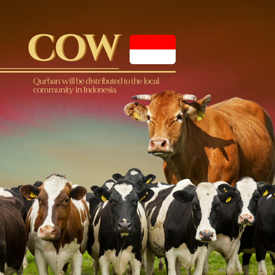 COW (INDONESIA)_0