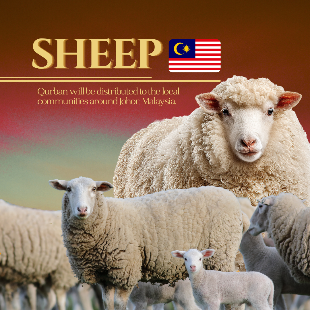 SHEEP (MALAYSIA)