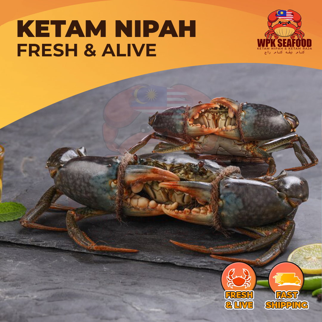 【COMBO】Hidup Ketam Nipah