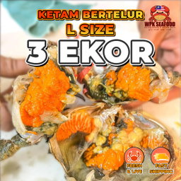 【COMBO】Hidup Ketam Nipah