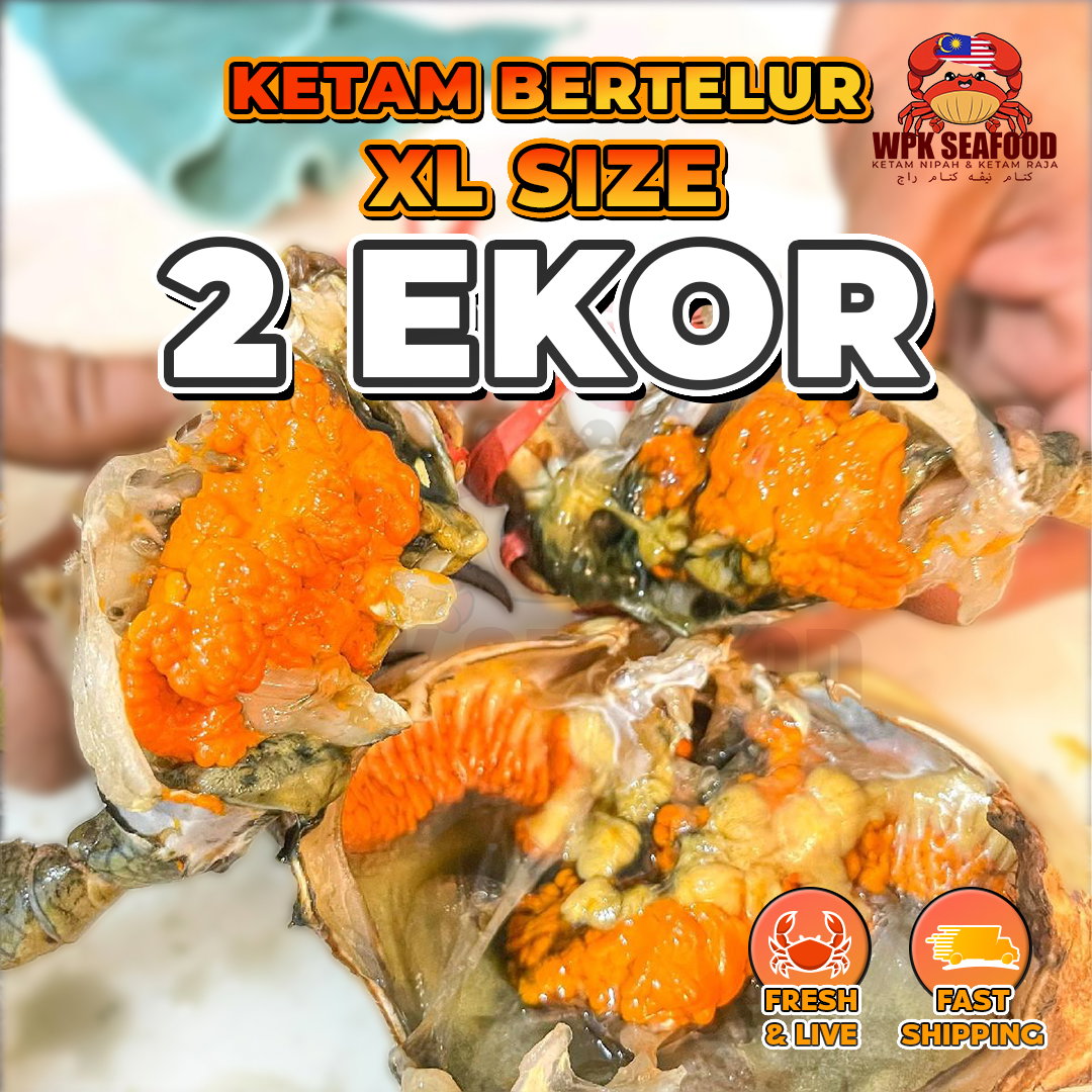 【Hidup Fresh】Mud Crab | Ketam Nipah_8