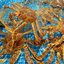 Alaskan King Crab