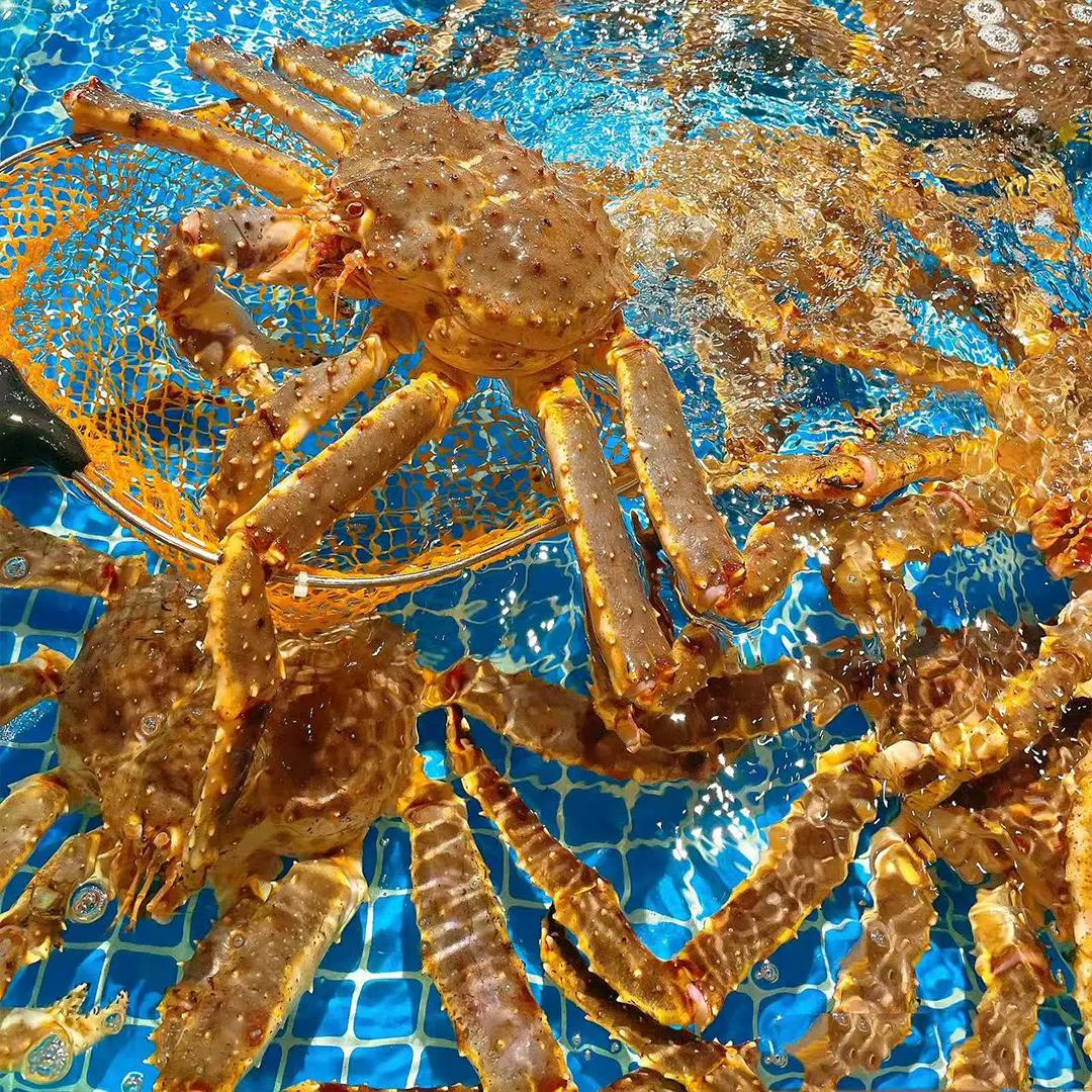 Alaskan King Crab_4