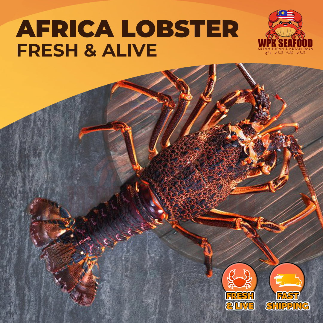Afrika Rock Lobster