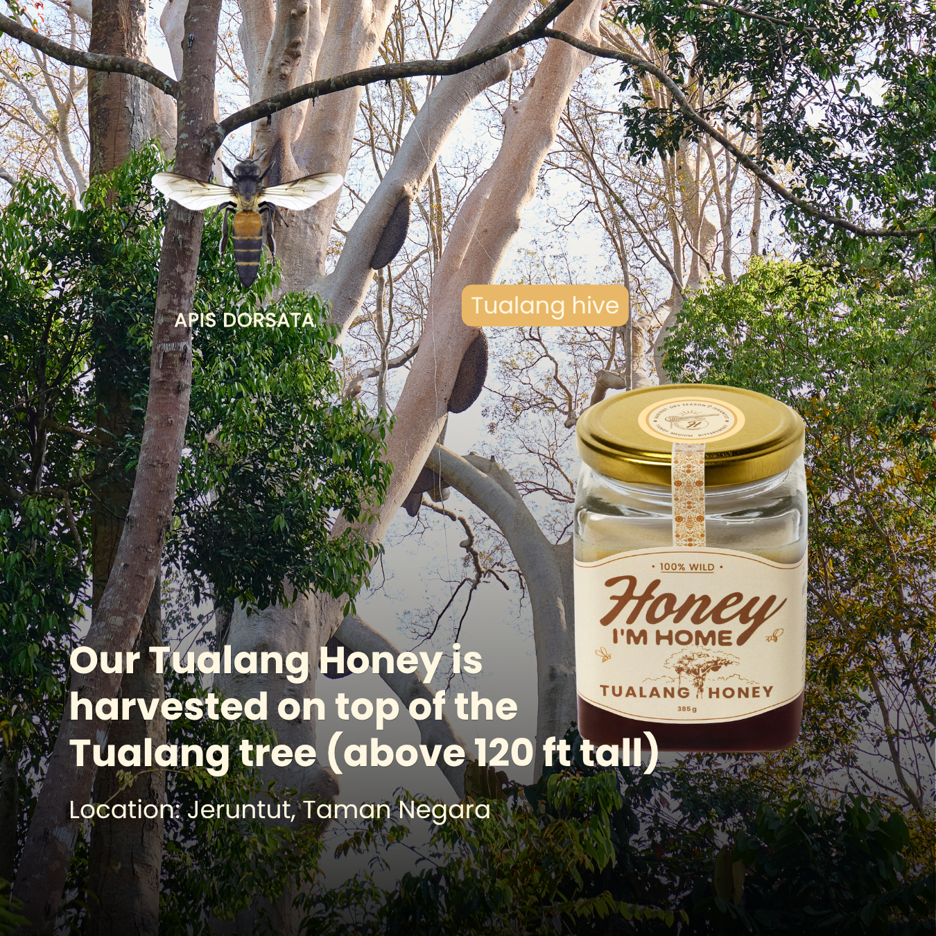 Selected Harvest Tualang Honey (50g)_1