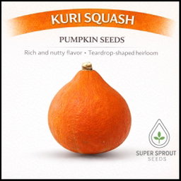 🎃KURI SQUASH🎃 x 10 seeds