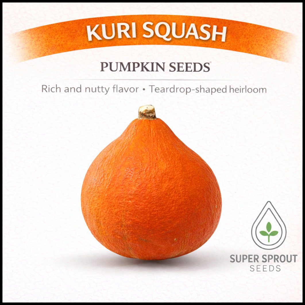 🎃KURI SQUASH🎃 x 10 seeds_1