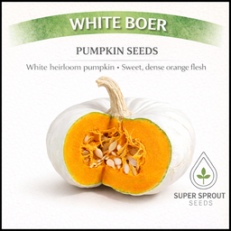 White Boer pumpkin x 10 seeds 