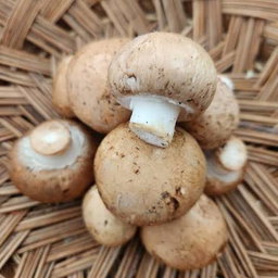 Mushroom