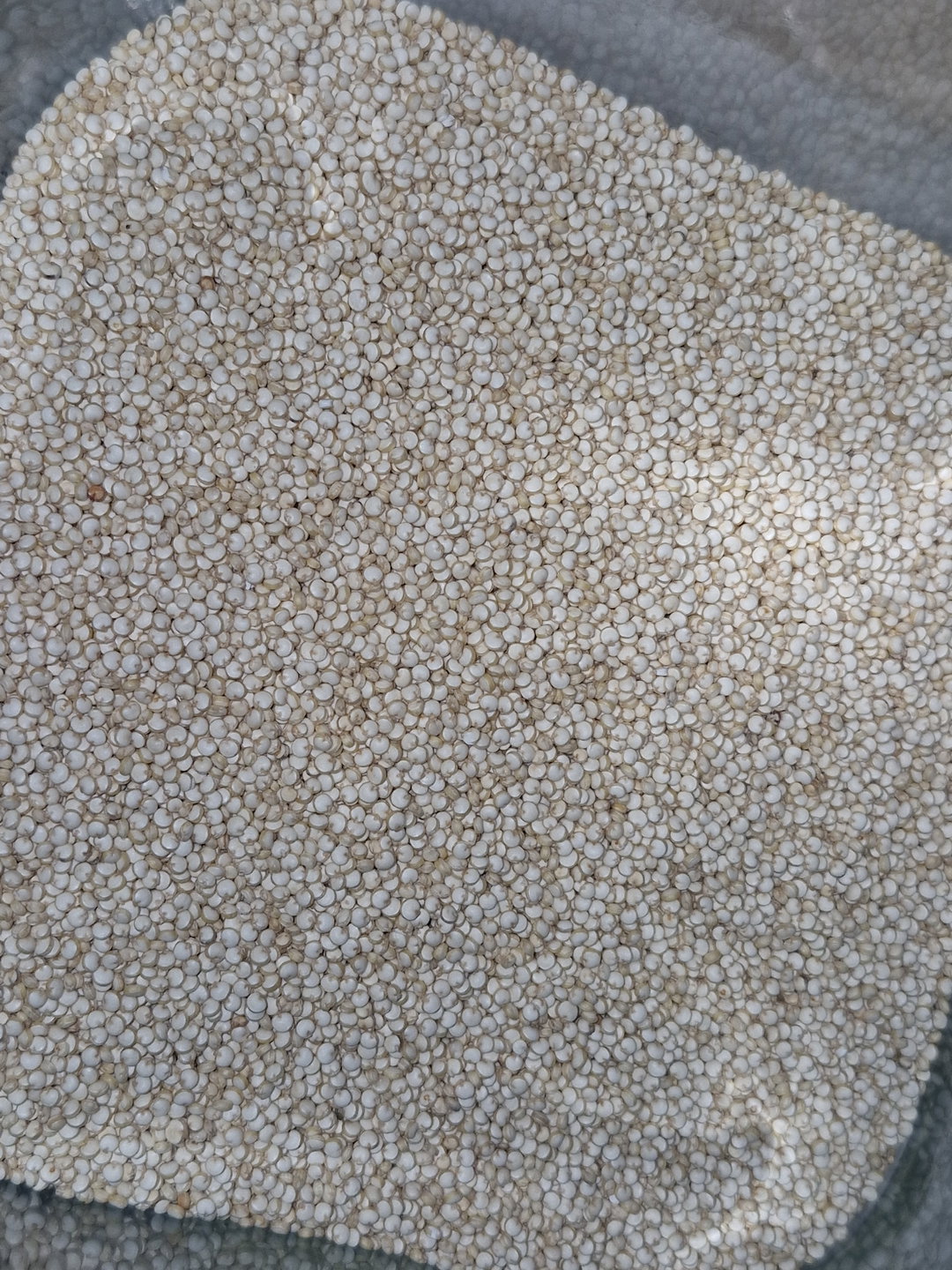 Quinoa Blanca