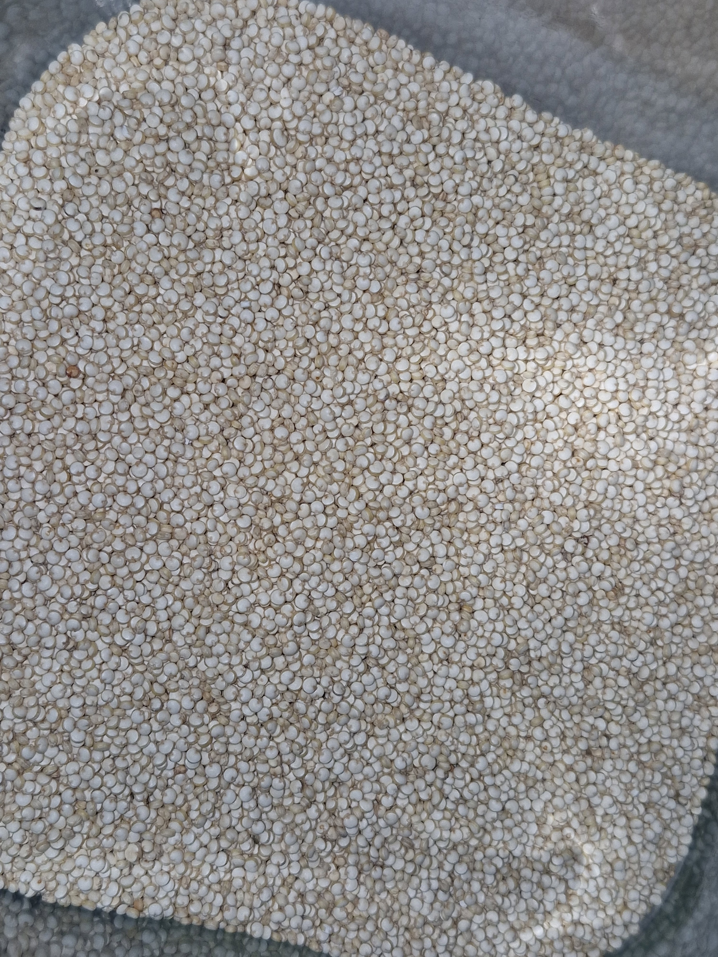 Quinoa Blanca