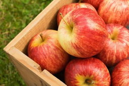 Gala Apples 