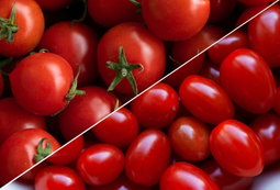 Tomato