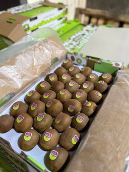 Kiwi Green (By the Box) 