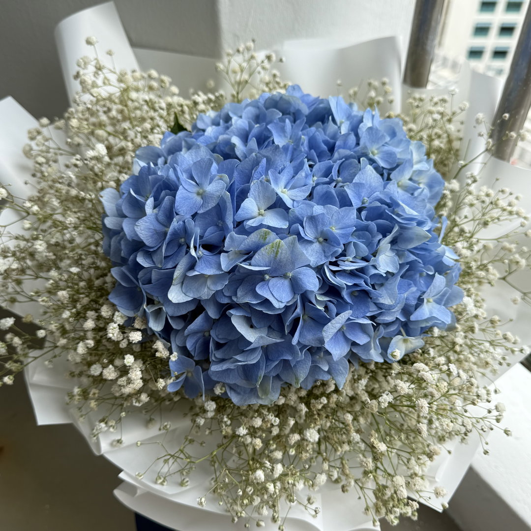 hydrangea