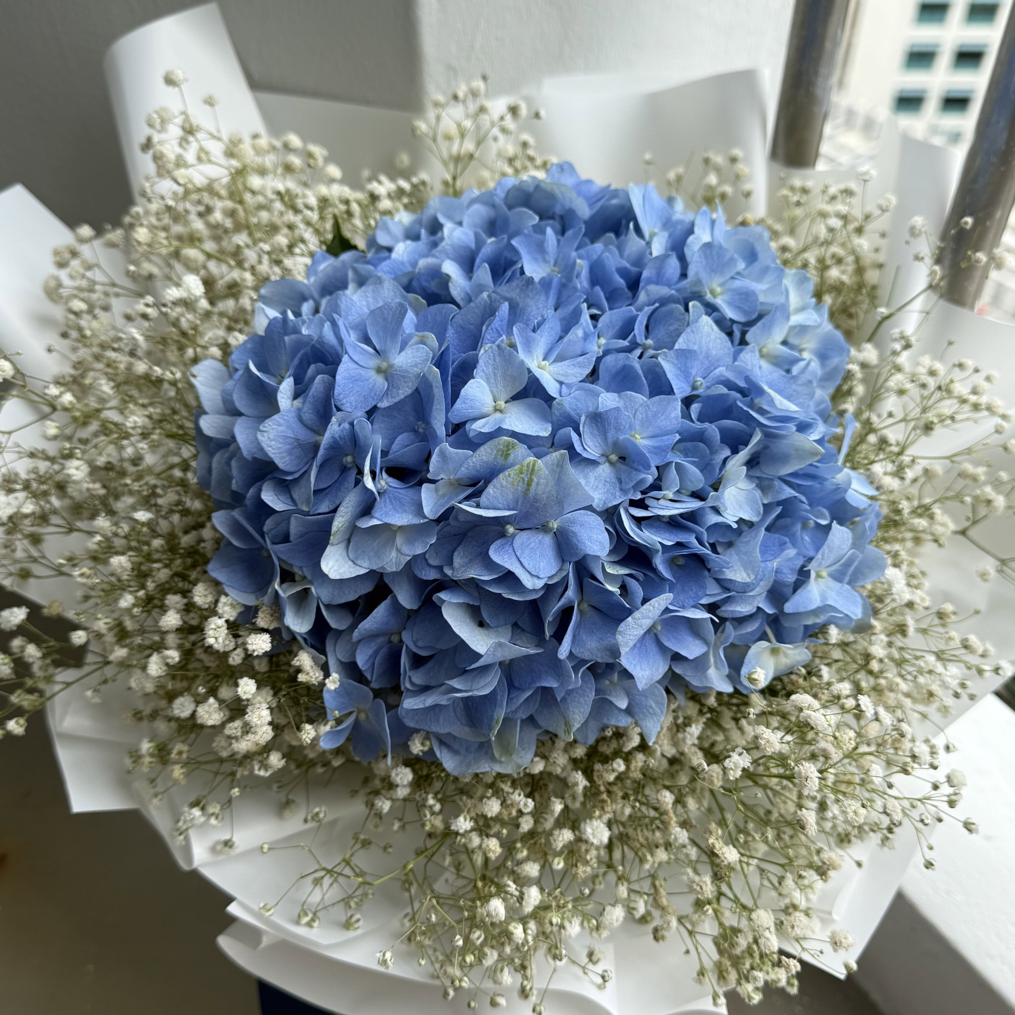 hydrangea_0