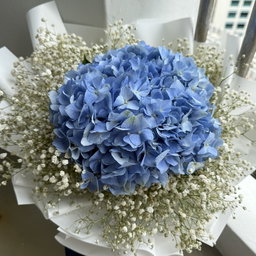 hydrangea