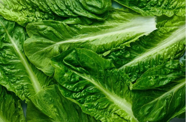 Romaine Hearts (2LBS) 🔥 Sukkot Special Pricing