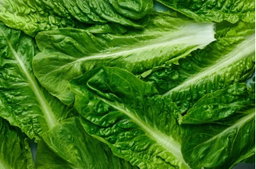 Romaine Hearts (2LBS) 🔥 Sukkot Special Pricing