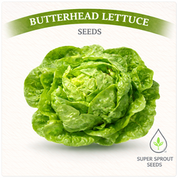 🌱BUTTERHEAD LETTUCE🌱 x  25+ seeds