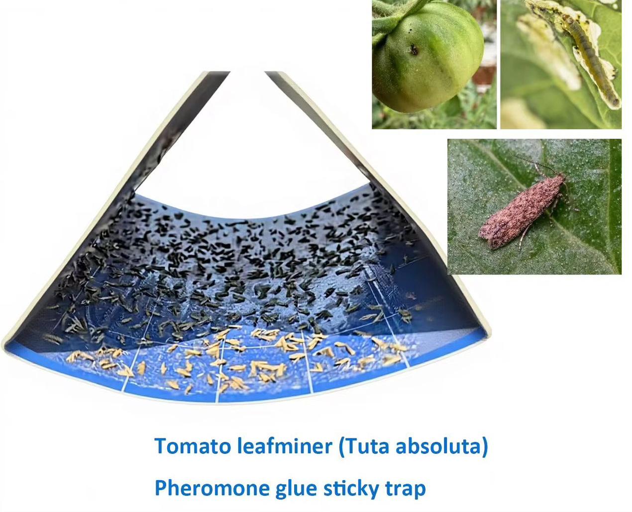 Piégeage angulé, Piége biologique_2