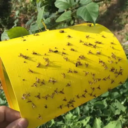 Pièges angulés Jaunes, pièges biologique