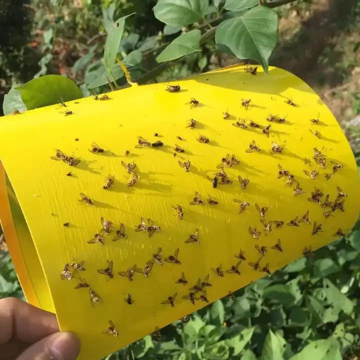 Pièges angulés Jaunes, pièges biologique
