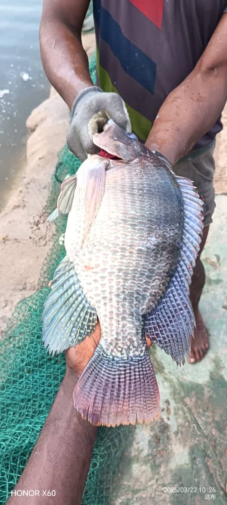 Poisson Carpe Naturel Frais local 