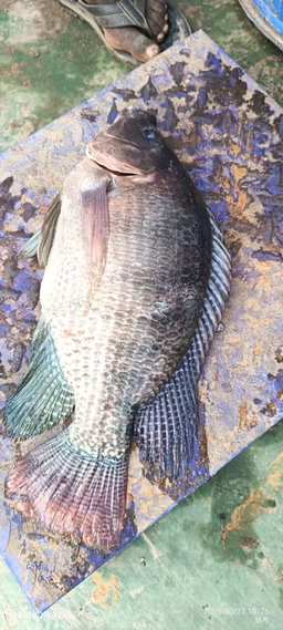 Poisson Carpe Naturel Frais local 