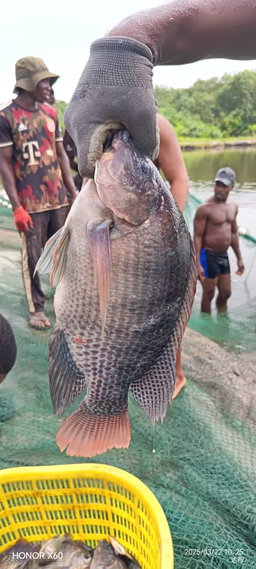 Poisson Carpe Naturel Frais local 