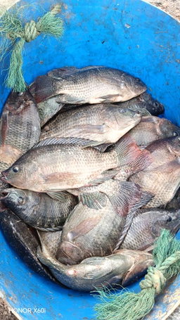 Poisson Carpe Naturel Frais local 