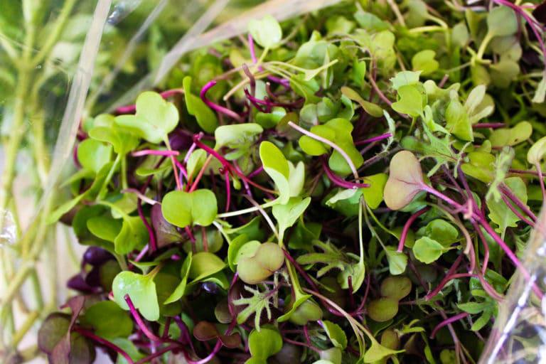 Microgreens _1