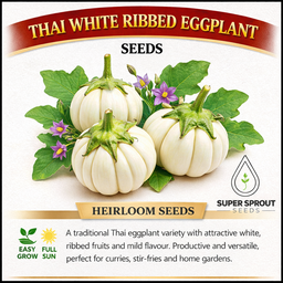 🍆THAI WHITE RIBBED EGGPLANT🍆 x 15 seeds ⁸