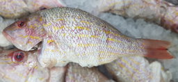 Fresh Snappers Per Pound