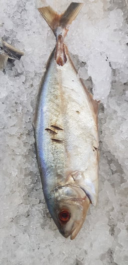 Jack Fish Per Pound 