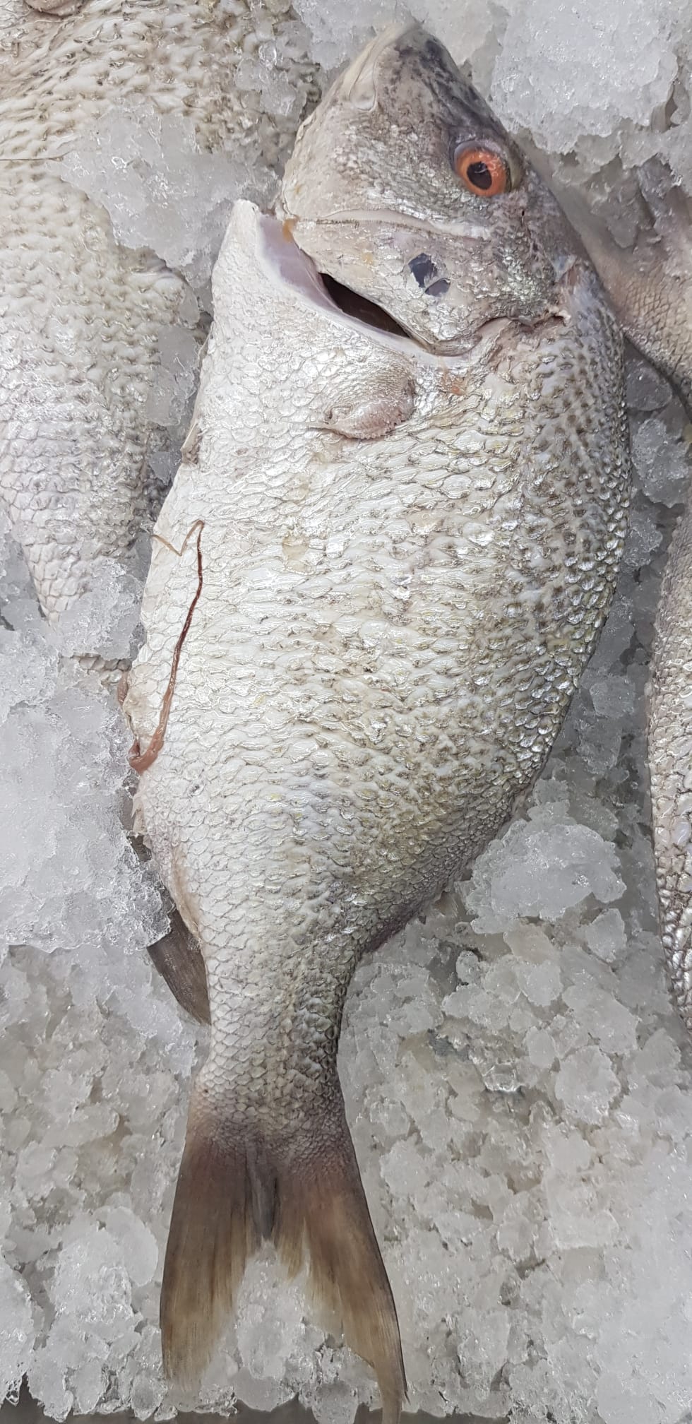 Margaret Fish Per Pound