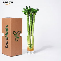 Lotus Bamboo (Set of 2 & 4 Sticks) – 60cm Live Indoor Plants for Good Luck & Wealth