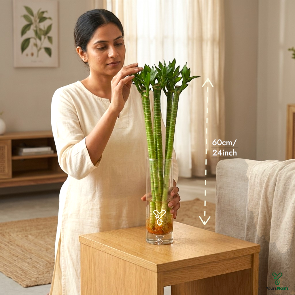 Lotus Bamboo (Set of 2 & 4 Sticks) – 60cm Live Indoor Plants for Good Luck & Wealth_1